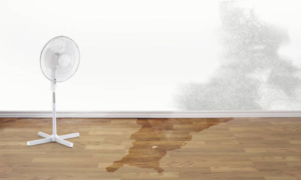 Best Mold removal after water damage  in Nanawale Estates, HI